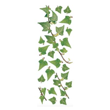 Posterkleebis Plage Ivy 24 x 68 cm
