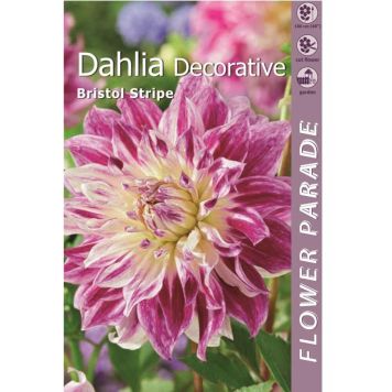 Daalia Kapiteyn Bristol Stripe 1 tk