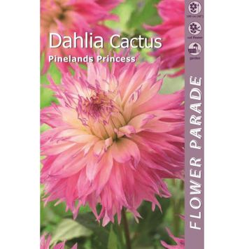 Daalia Kapiteyn Pineland Printsess 1 tk