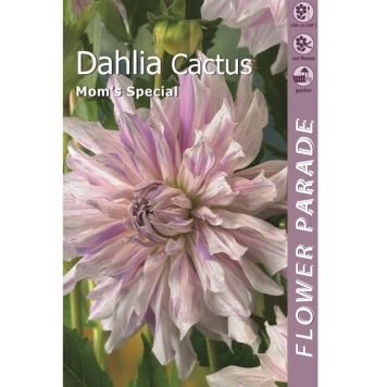 Kaktusdaalia Almost White 1 tk