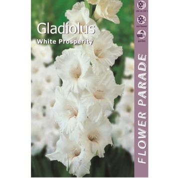 Gadiool White 7 tk