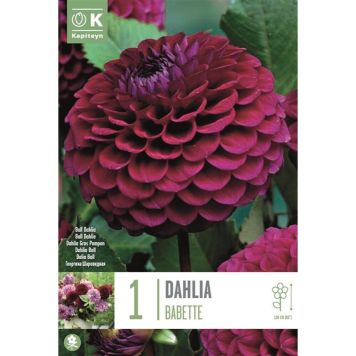 Daalia Bebette 1 tk