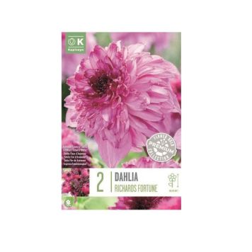 Daalia  Richard Fortune 2 tk