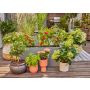 Micro-Drip Gardena stardikomplekt 30 rõdutaimedele