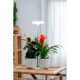 Taimevalgusti Airam Ivy 650 LM