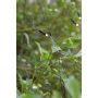 LED-valgusvõrk Markslöjd Garden24