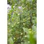 LED-valgusvõrk Markslöjd Garden24