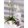 Orhideepott MerinaPretty White Ø 14 cm
